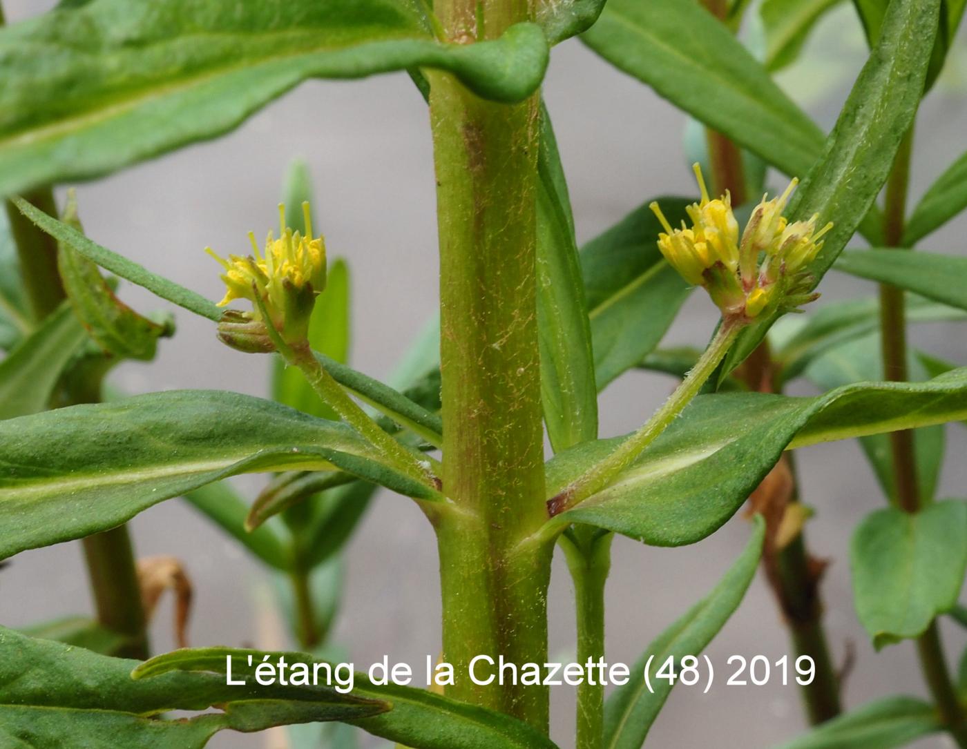 Loosestrife, Tufted flower